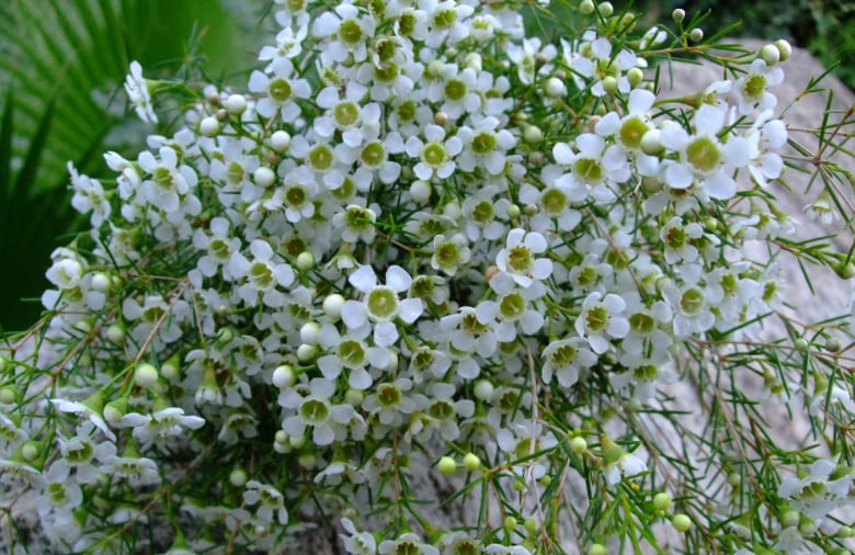 Waxflower plants: Care of wax plum flowers in the garden