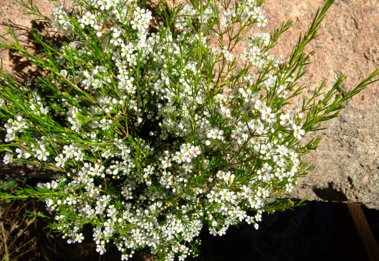 White Wax Flower History