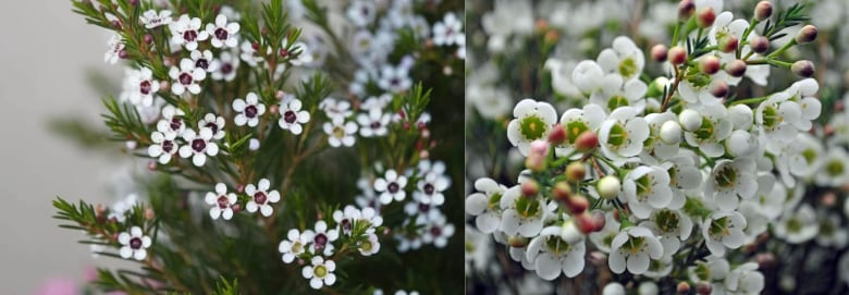 White Wax Flower Blog